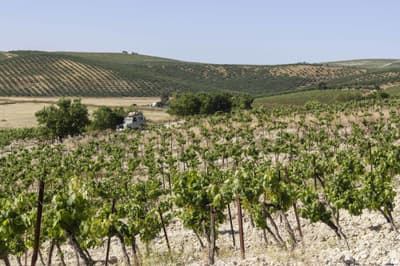 Invertir en el Marco de Jerez: el valor estratégico de las fincas de menos de 10 hectáreas