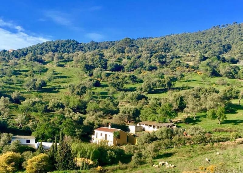 Cortijo Rural con Vistas Panorámicas en Gaucín — Serranía de Ronda, Málaga