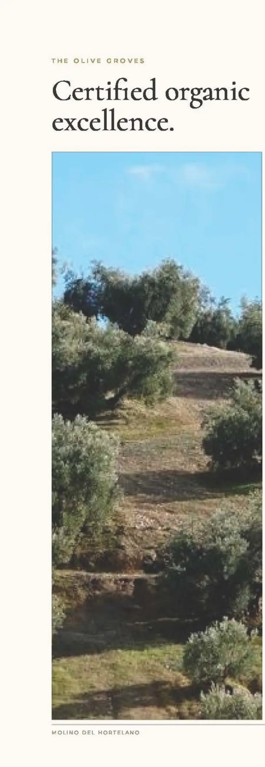 Terraced olive groves on an Andalusian hillside estate