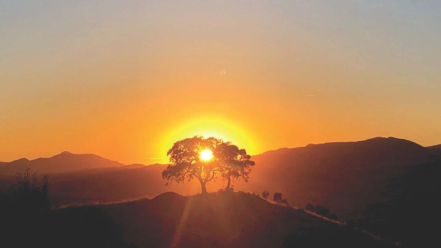 Olive terraces at sunset on a historic estate in the Andalusian interior